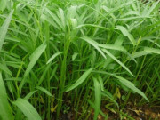 Sức khỏe - Cây mọc vạ vật ở bờ mương, xưa không ai ngó ngàng nay thành đặc sản tốt ngang "thuốc bổ", lợi ích tuyệt vời
