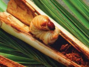 Tiêu dùng - Đặc sản Cà Mau nhìn "sợ khiếp vía", xưa không ai dám ăn nay thành món ngon được nhiều người ưa chuộng, 600.000 đồng/kg
