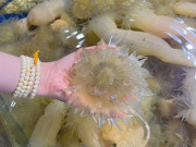 Tiêu dùng - Đặc sản có tên rất lạ ở Nghệ An, xưa không ai biết đến nay thành món ngon được ưa chuộng, 200.000 đồng/kg