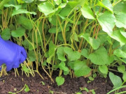 Nghề lạ ở Việt Nam: Cây dại trồng một lần hái bán quanh năm, chăm gần 2 tháng là thu hoạch, thành đặc sản nổi tiếng