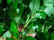 Tiêu dùng - Cây dại mọc bờ mương thành đặc sản, làm món ngon được người thành phố ưa chuộng vì hương vị lạ, 60.000 đồng/kg