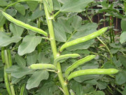 Sức khỏe - Thứ xưa người nghèo ăn đến chán ngán, nay thành đặc sản làm đủ món ngon được người thành phố "săn lùng", tốt cho sức khoẻ