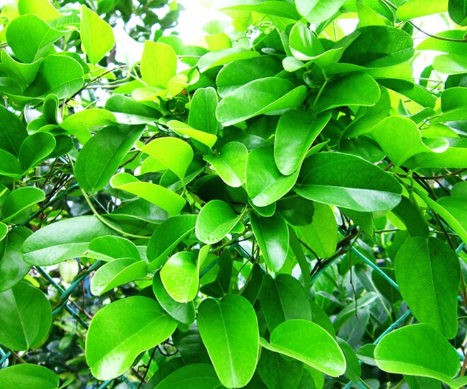 Nghề lạ ở Việt Nam: Cây dại mang về trồng hái lá bán quanh năm, chăm vài tháng bắt đầu amp;#34;hốt bạcamp;#34;, làm thành đặc sản mùa hè - 4