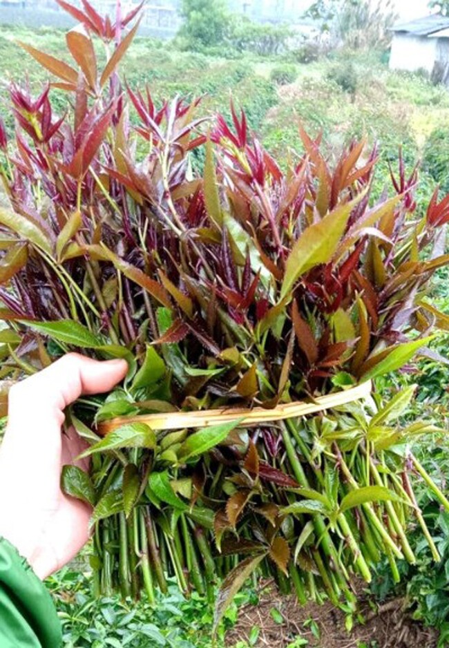 Nghề lạ ở Việt Nam: Mang cây dại được mệnh danh amp;#34;nhân sâm rừngamp;#34; về trồng, hái ngọn bán quanh năm thành đặc sản, nhiều người lãi to - 3
