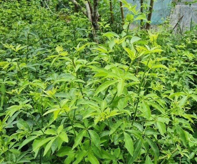 Nghề lạ ở Việt Nam: Mang cây dại được mệnh danh amp;#34;nhân sâm rừngamp;#34; về trồng, hái ngọn bán quanh năm thành đặc sản, nhiều người lãi to - 1