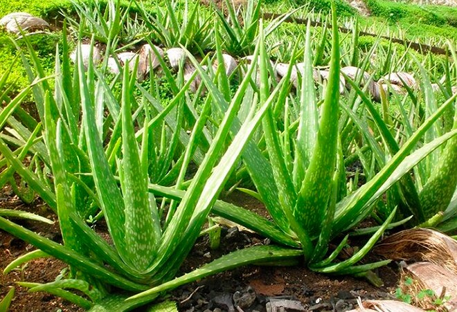 Nghề lạ ở Việt Nam: Trồng cây dại quen mà lạ, vốn ít chăm nhàn vẫn amp;#34;hốt bạcamp;#34;, làm món đặc sản giải nhiệt mùa hè - 2