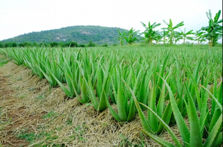 Nghề lạ ở Việt Nam: Trồng cây dại quen mà lạ, vốn ít chăm nhàn vẫn amp;#34;hốt bạcamp;#34;, làm món đặc sản giải nhiệt mùa hè - 3