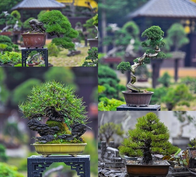 Nhặt cây mọc dại ven đường làm thành bonsai độc lạ, 9X Hà Nội mỗi tháng đều tay kiếm 30 triệu đồng - 4