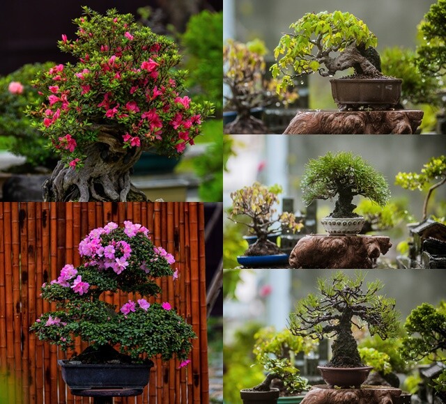 Những gốc cây dại mọc lặng lẽ bên vệ đường được anh Huy thổi hồn thành những tác phẩm bonsai mini đầy cá tính và nghệ thuật.