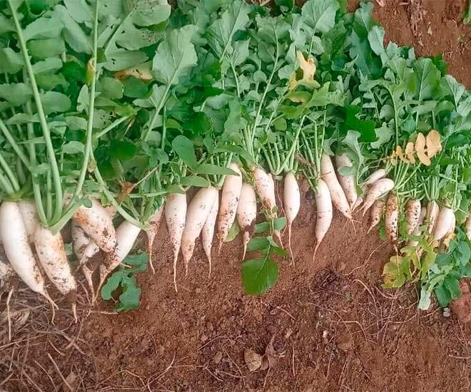 Điều cũ chứa đầy thịt gà, giờ là một đặc sản nổi tiếng như amp;#34; Nhân sâm của người nghèo;#34 ;, tốt cho sức khỏe - 1 1