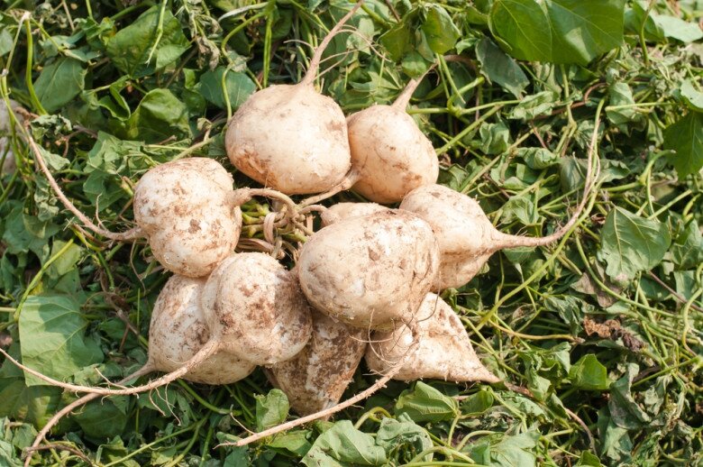 Nó rẻ như không ai ăn, bây giờ một đặc sản giống như amp;#34; Nhân sâm mùa hè;#34;