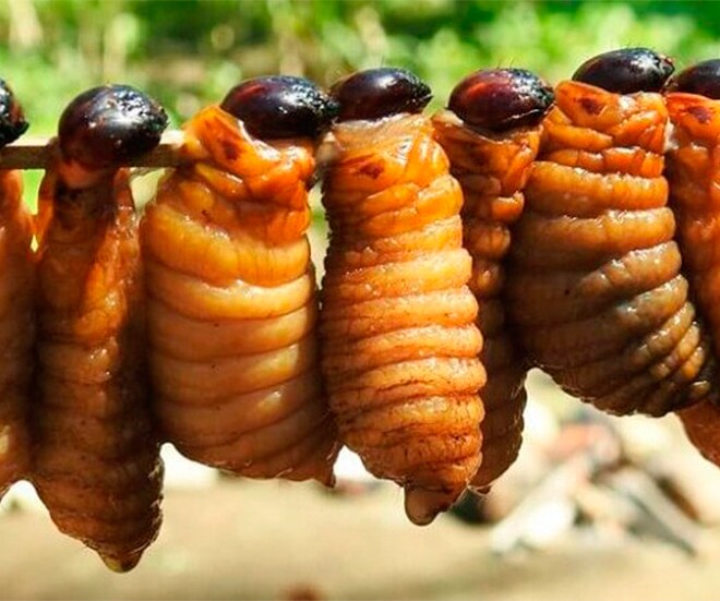 Đuông chà là có vẻ ngoài khiến ai nhìn thấy cũng e ngại