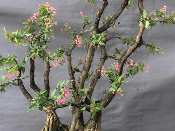 Cây dại cho hoa và quả đẹp mắt lên chậu thành bonsai, toả mùi thơm nức mũi, có cây 200 triệu đồng