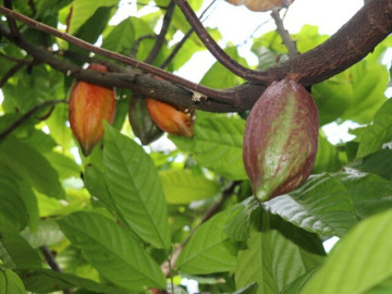 Loại quả xưa không ai ngó ngàng, nay thành đặc sản nổi tiếng được ví như vàng nâu, rất tốt cho sức khoẻ