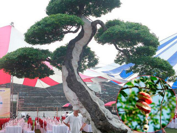 Cây ăn quả mọc dại bờ rào ở quê, nay lên chậu thành bonsai độc lạ và hiếm, có cây hơn 5 tỷ đồng gây sốt