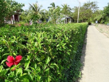 Cây dại mọc hàng rào xưa không ai ngó ngàng, nay thành đặc sản dân thành phố tranh nhau mua vì hương vị lạ, 50.000 đồng/kg