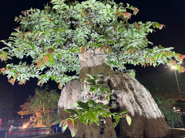 Cây hoa mọc dại bờ rào lên chậu thành bonsai đẹp lạ, có chậu siêu khủng chủ nhân định giá hơn 2 tỷ đồng