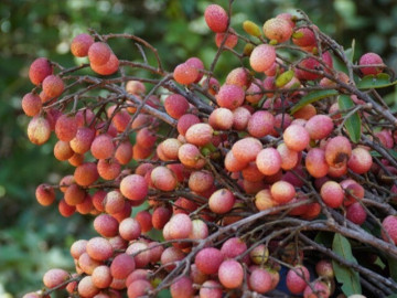 Loại quả xưa rụng đầy không ai biết đến, nay thành đặc sản mùa hè được người thành phố ưa chuộng, hương vị lạ