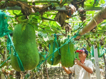 Độc lạ Bình Định: Làng trồng bí đao khổng lồ, có quả nặng hơn nửa tạ