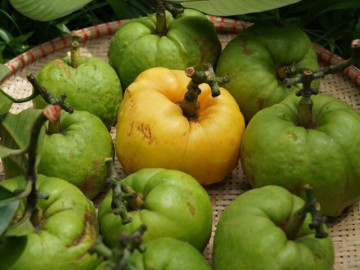 Loại quả xưa không ai ngó ngàng, nay thành đặc sản mùa hè dân thành phố tranh nhau mua vì hương vị lạ, 180.000 đồng/kg