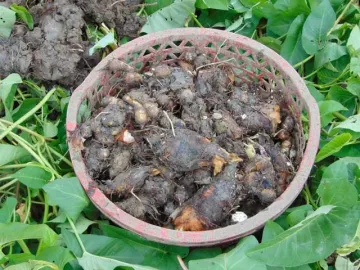 Đặc sản xưa mọc bờ bụi người nghèo ăn cứu đói, nay thành món khoái khẩu ở thành phố vì hương vị lạ, tốt cho sức khỏe