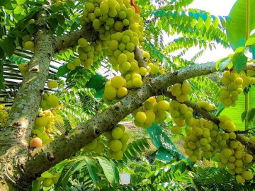 Loại quả mọc bờ rào xưa không ai ngó ngàng, nay thành đặc sản dân thành phố săn lùng vì hương vị đặc biệt, 100.000 đồng/kg