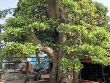 Cây mọc dại tỏa mùi thơm đặc biệt, nay thành bonsai vừa đẹp vừa mang lại nhiều phước lành, có cây giá 120 tỷ