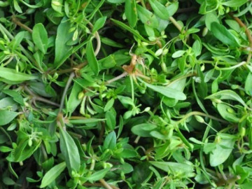 Cây dại mọc ven đường xưa không ai ngó ngàng, nay thành đặc sản có hương vị lạ được ưa chuộng, 60.000 đồng/kg