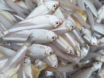 Loại cá có canxi cao gấp 25 lần cá hồi, xưa cho lợn ăn nay thành đặc sản giá từ 30.000 đồng/kg, tốt cho sức khỏe