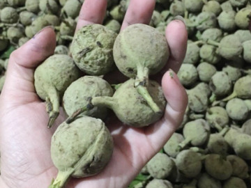 Loại quả có tên rất lạ xưa không ai ngó ngàng, nay thành đặc sản có hương vị đặc biệt được ưa chuộng, 100.000 đồng/kg