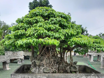 Biến cây dại thành bonsai độc lạ, người đàn ông lãi đậm, có cây bán giá 5 tỷ đồng