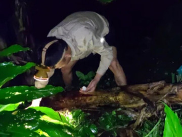 Lộc trời xuất hiện lúc nửa đêm, dân rọi đèn hái về bán 600.000 đồng/kg, thành đặc sản có hương vị lạ rất được ưa chuộng