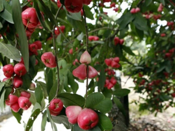 Cây ăn quả mọc ở bờ bụi lên chậu thành bonsai đẹp lạ, mang ý nghĩa phong thuỷ, giá đắt vẫn được săn lùng