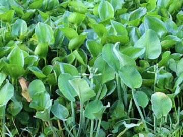 Cây dại mọc bờ mương xưa hái cho lợn ăn, nay thành đặc sản ở thành phố giá 100.000 đồng/kg, trồng 45 ngày là thu hoạch