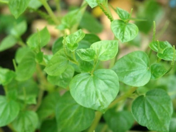 Cây dại mọc bờ rào xưa không ai biết đến, giờ thành đặc sản có hương vị lạ giá 100.000 đồng/kg, tốt cho mẹ bầu