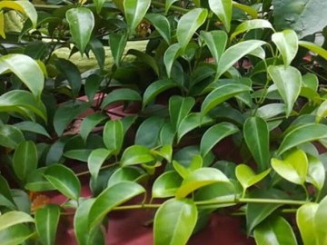 Cây dại mọc bờ rào không ai ngó ngàng nay thành đặc sản có hương vị lạ, 100.000 đồng/kg được ưa chuộng, trồng 4 tháng là thu hoạch