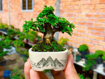 Chàng trai Đồng Tháp biến cây dại ven đường thành bonsai mini độc lạ, mỗi tháng kiếm tiền triệu, khách đặt hàng liên tục