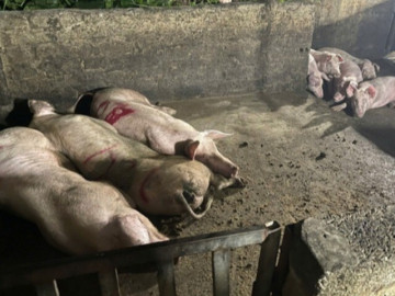 Giết mổ lợn bệnh, gần 3 tấn thịt nhiễm dịch tả châu Phi bị tiêu huỷ ở Hà Nam