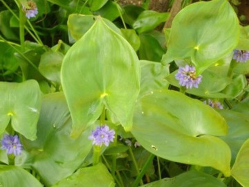 Cây dại mọc bờ mương xưa hái cho lợn ăn, nay thành đặc sản giá 90.000 đồng/kg được ưa chuộng, trồng 2 tháng cho thu hoạch