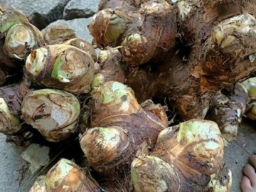 Củ “nhìn thì ghê, ăn thì ghiền”, bở tơi dẻo thơm dân sành ăn và mẹ bầu đều thi nhau săn lùng