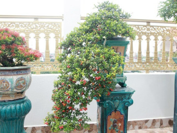 Cây dại cho hoa và quả đẹp mắt lên chậu thành bonsai, mang lại may mắn và thịnh vượng, có cây giá tiền tỷ