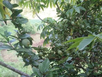 Loại quả xưa rụng đầy không ai biết đến, nay thành đặc sản có hương vị lạ được ưa chuộng vào mùa hè, 500.000 đồng/kg