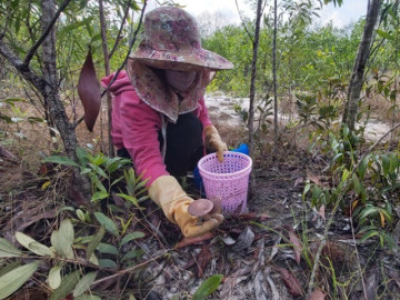 Lộc trời xuất hiện khi trời mưa, thành đặc sản có hương vị lạ được người thành phố ưa chuộng, dân hái về bán 200.000 đồng/kg