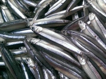 Loại cá bán đầy chợ giàu canxi gấp 25 lần cá hồi, làm thành đủ món đặc sản thanh mát mùa hè, tốt cho sức khỏe mẹ bầu