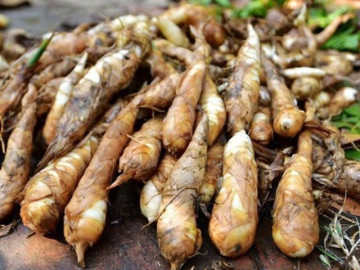 Sản vật dưới lòng đất xưa dành cho người nghèo, nay thành đặc sản nổi tiếng bổ ngang nhân sâm, tốt cho sức khỏe