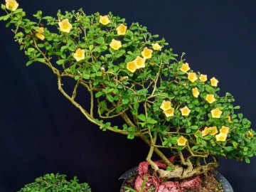 Cây hoa mọc dại ven đường lên chậu thành bonsai, trưng trong nhà hay ban công đều đẹp lạ, người trồng kiếm tiền triệu