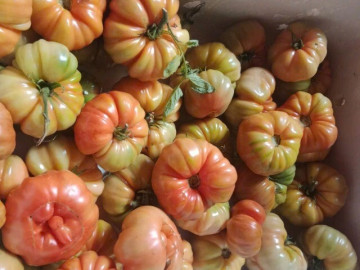 Loại quả xưa không ai ngó ngàng, nay thành đặc sản được ưa chuộng vào mùa hè, giàu axit folic tốt cho bà bầu