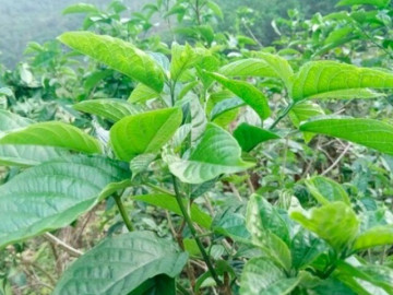 Cây dại mọc bờ rào thành đặc sản, 70.000 đồng/kg người thành phố tranh nhau mua vào mùa hè, hương vị đặc biệt