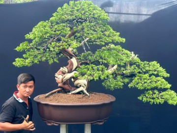 9X ở TP.HCM kiếm tiền triệu mỗi ngày nhờ tạo tác cho cây cảnh, sở hữu vườn bonsai khủng giá tiền tỷ