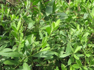Cây dại mọc bờ rào thành đặc sản giá 50.000 đồng/kg, nay được ưa chuộng vào mùa hè vì hương vị lạ, hái lá bán quanh năm